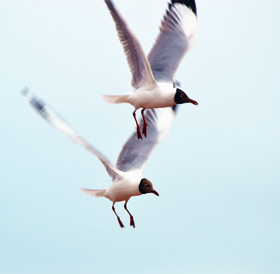bird, anser indicus, fly, animal, nature, flying, seagull, wildlife HD wallpaper