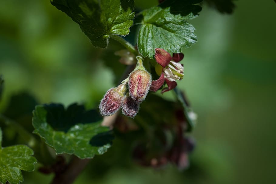 currant, bud, nature, spring, plant, garden, vegetable garden HD wallpaper