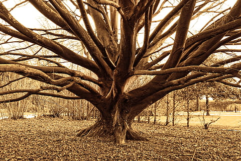 tree, old, branch, bare branch, winter tree, park, garden, amstelpark HD wallpaper