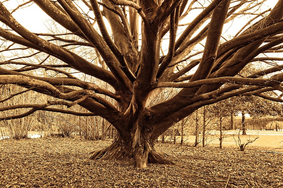 tree, old, branch, bare branch, winter tree, park, garden, amstelpark HD wallpaper