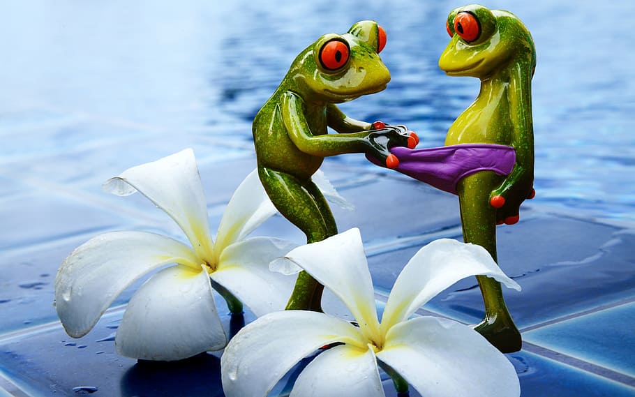 frogs, curious, funny, swimming pool, figures, cute, underpants HD wallpaper