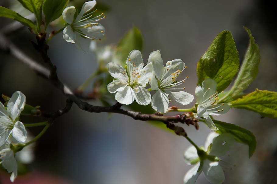 blossom, bloom, spring, plum, nature, close, plant, tree, plum tree HD wallpaper