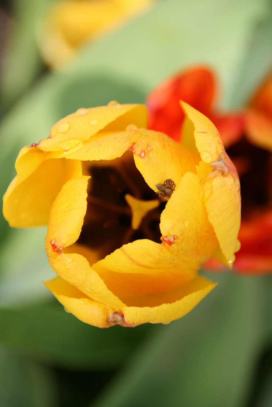 tulip, morgentau, beaded, close, tulip leaf, spring, drip, blossom HD wallpaper