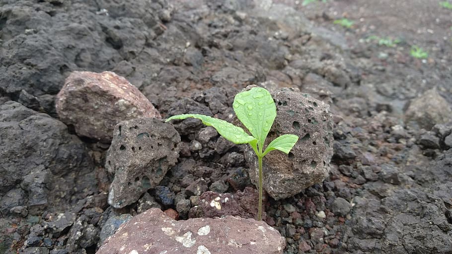 leaf, alone, stone, growth, plant part, beginnings, nature HD wallpaper