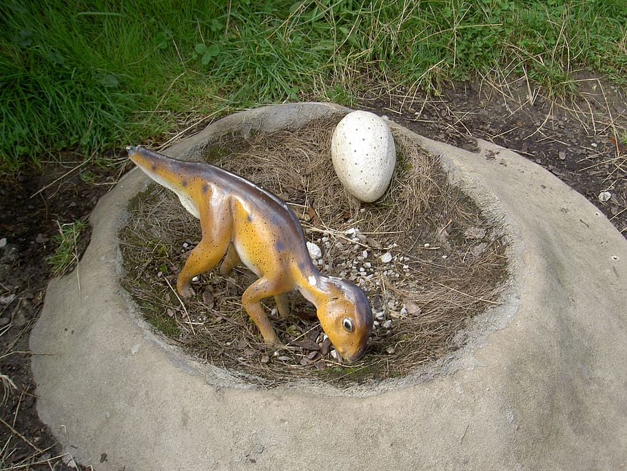 dinosaur nest, egg, earth, grass, park, animal themes, animal wildlife HD wallpaper