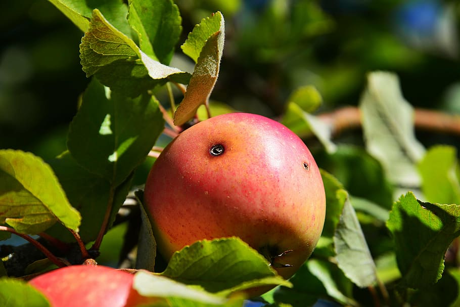 apple, defective, red, close, fruit, nature, food and drink HD wallpaper