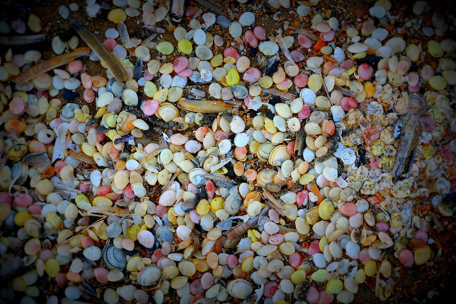Shells, Colors, Beach, Nature, multi colored, abundance, large group of objects HD wallpaper