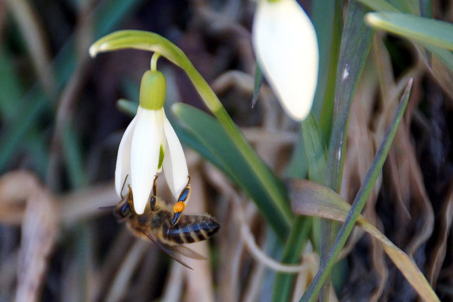 Snowdrop, Bee, Plant, Insect, Spring, nature, close-up, outdoors HD wallpaper