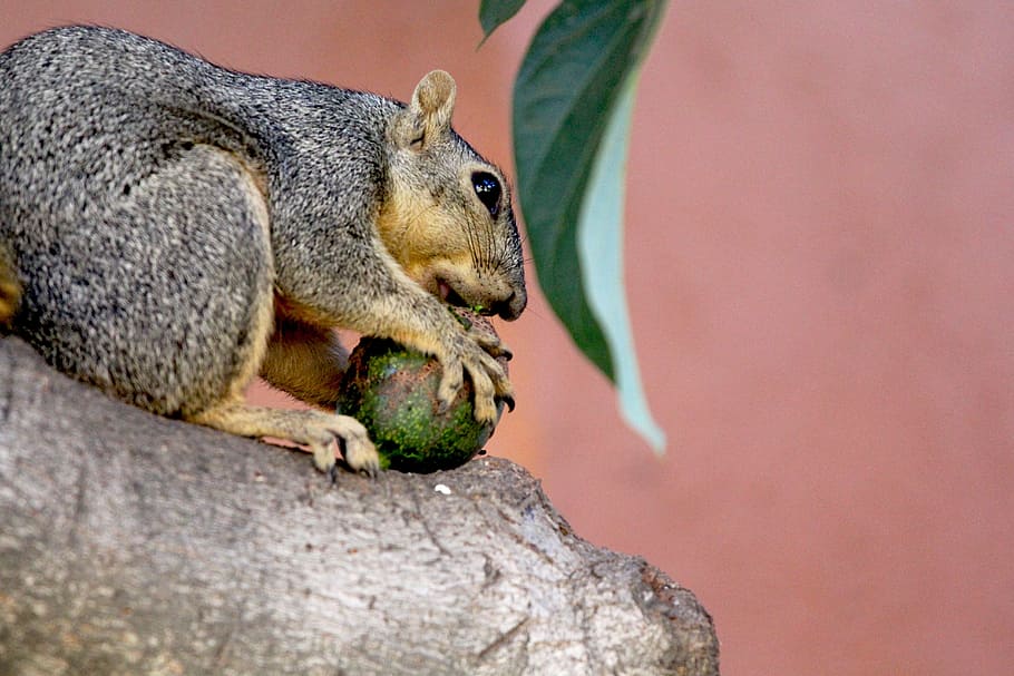 squirrel, squirrel eating, avocado, tree, wild, wildlife, nature, HD wallpaper