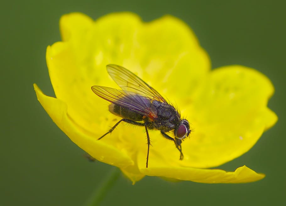fly, macro, insect, nature, animal, wing, summer, flower, yellow HD wallpaper