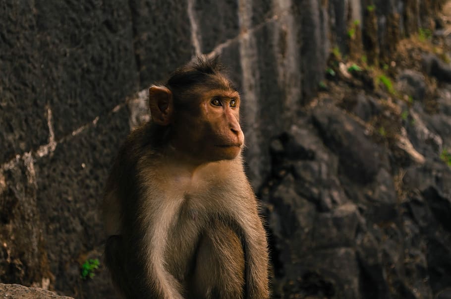 closeup photo of gray monkey, black monkey, ape, wall, zoo, stone HD wallpaper