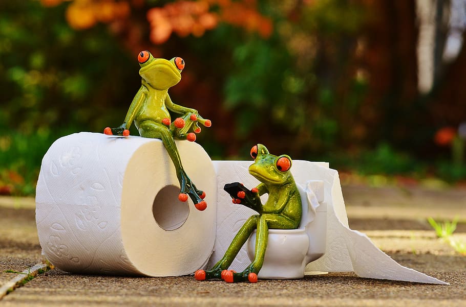 frogs sitting on toilet bowl figurine, loo, session, funny, toilet paper