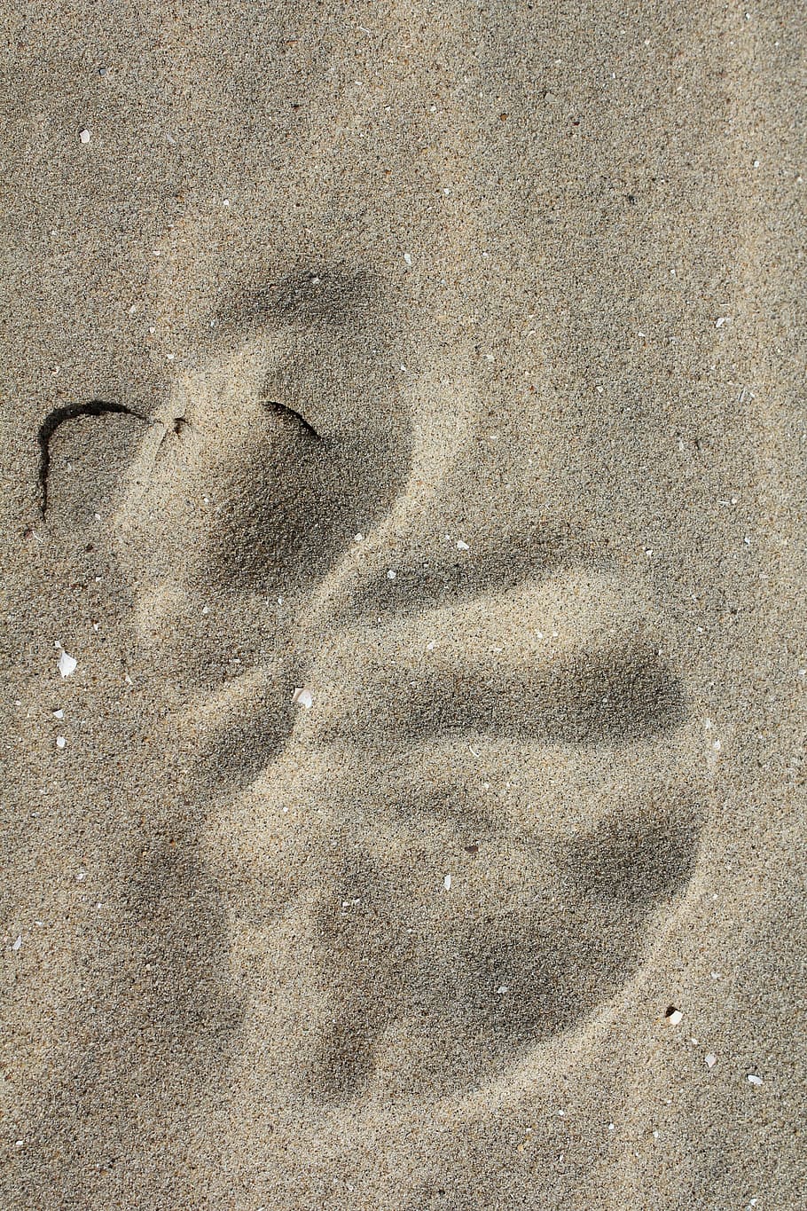 traces, sand, shell imprint, directory, mystery, beach, land HD wallpaper