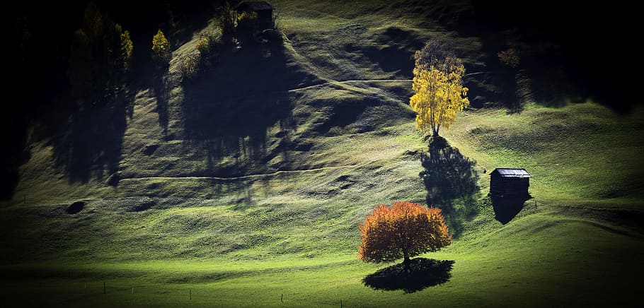 orange leaf tree, meadow, landscape, nature, mood, autumn, plant HD wallpaper