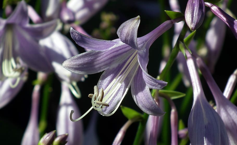 flower, hosta leaf, garden, summer, purple, flourishing, closeup HD wallpaper