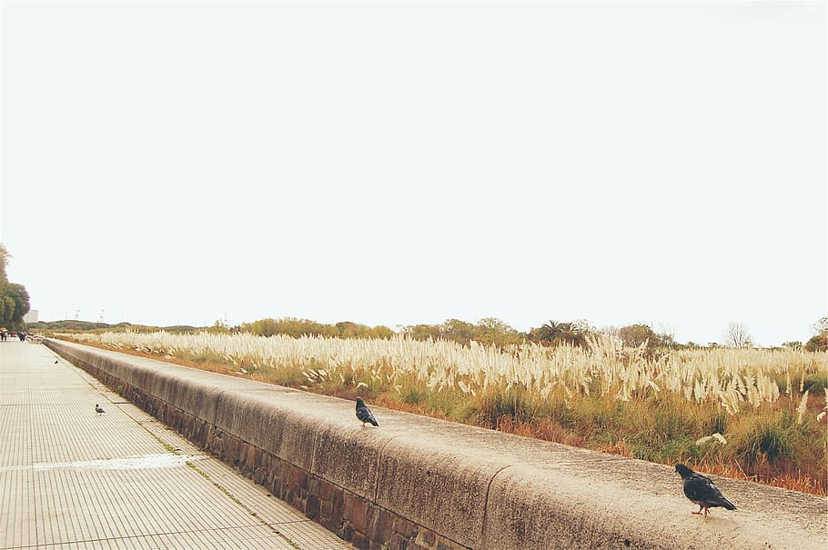 walkway, path, pigeons, field, plants, sky, transportation HD wallpaper