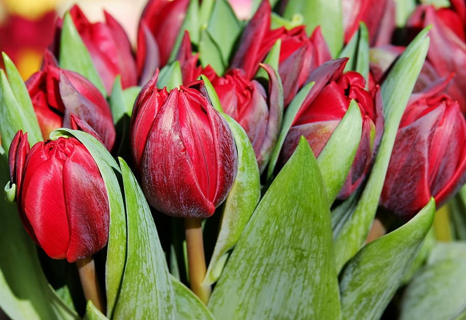 red flowers, tulips, blossom, bloom, purple, spring, spring flowers, HD wallpaper