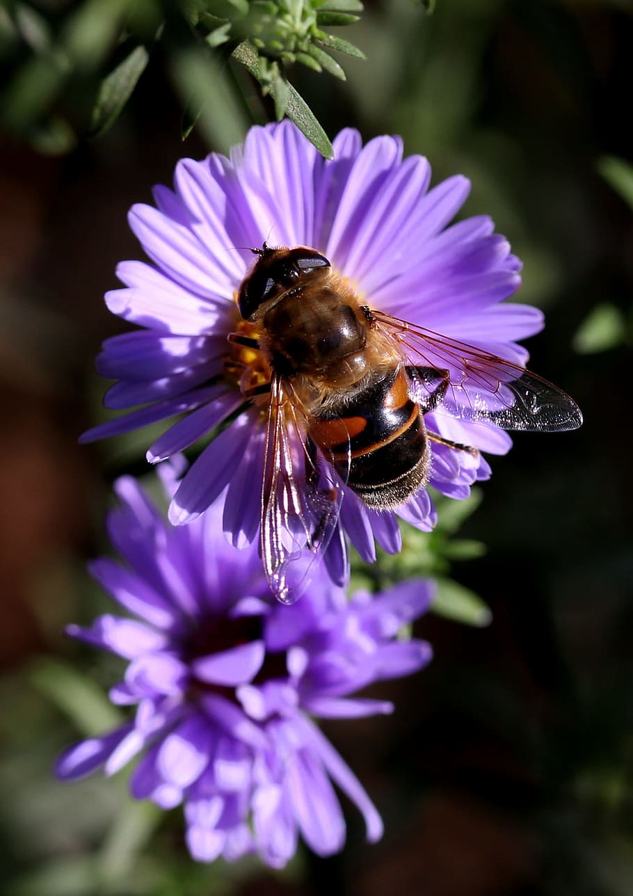 bee, flower, mov, insecta, pollination, flowering plant, beauty in nature HD wallpaper
