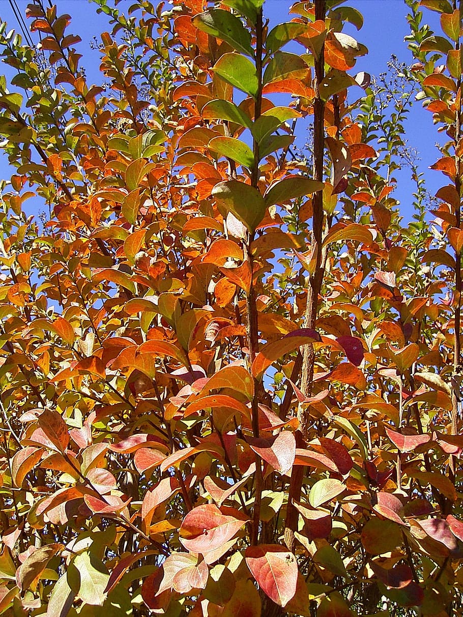 Leaf, Leaves, Tree, Season, Autumn, Fall, seasons, branch, branches HD wallpaper