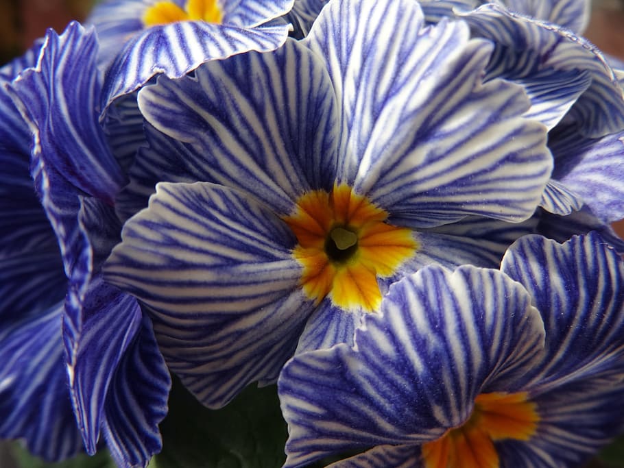 Primrose, Flower, Spring, purple, fragility, nature, freshness HD wallpaper