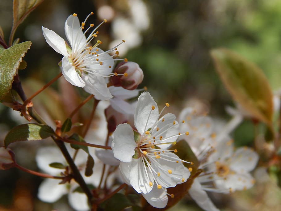 cherry, flower, spring, flowering plant, fragility, growth HD wallpaper