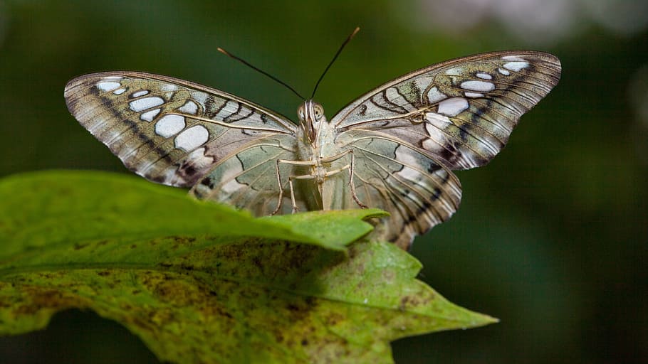 butterfly, insect, nature, lepidoptera, wing, leaf, macro, animal themes HD wallpaper