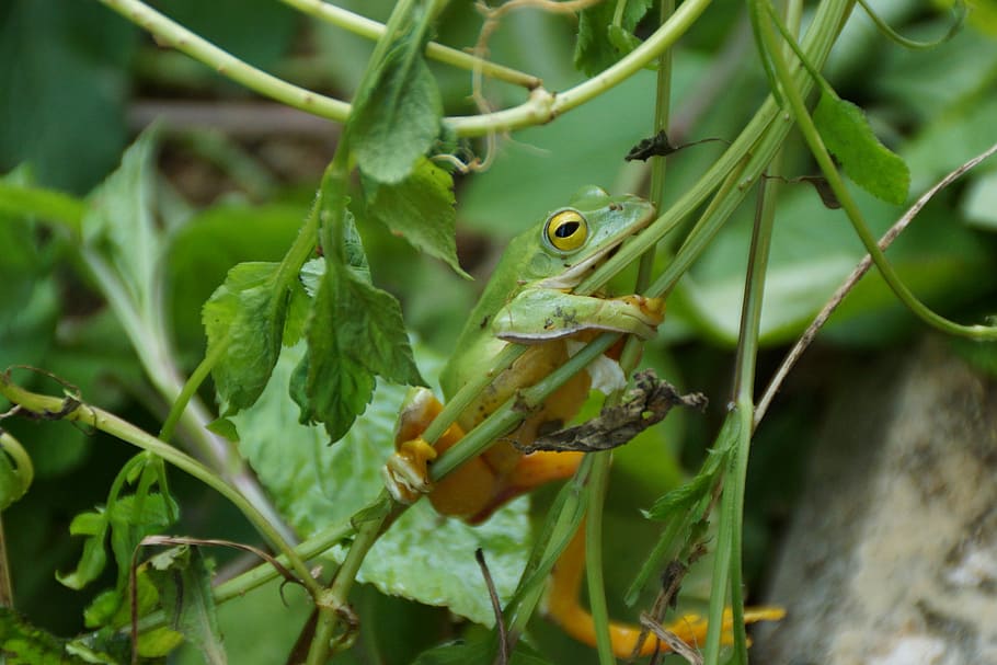 Frog, Creatures, green, one animal, animals in the wild, animal themes HD wallpaper
