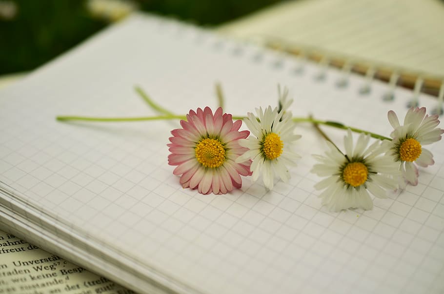white and pink daisies, notebook, book pages, paper, blank pages HD wallpaper