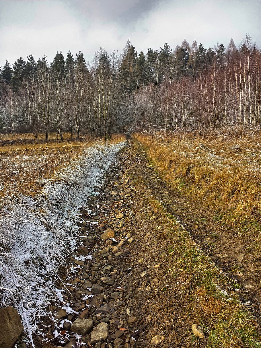 way, autumn, landscape, ground frost, forest, tree, plant, sky