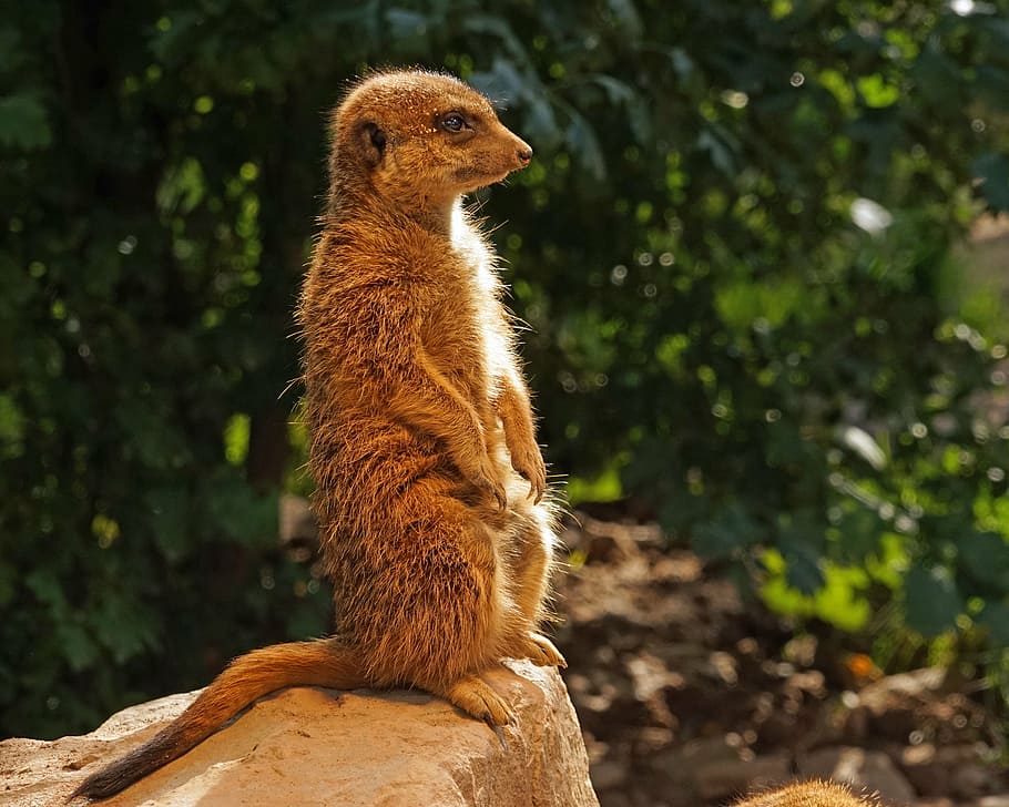 brown animal standing during daytime, meerkat, guards, attention HD wallpaper