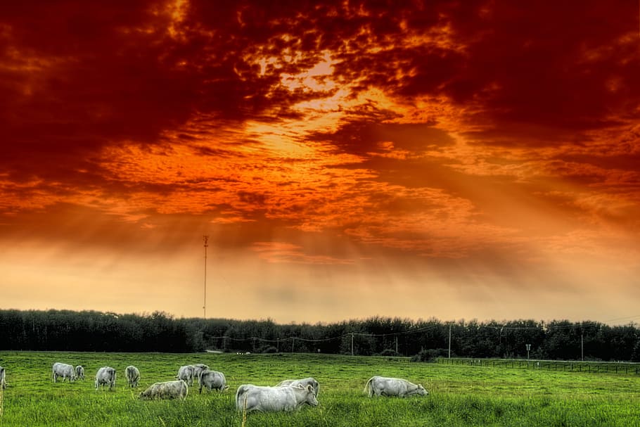herd of white sheep on green field during daytime, alberta HD wallpaper