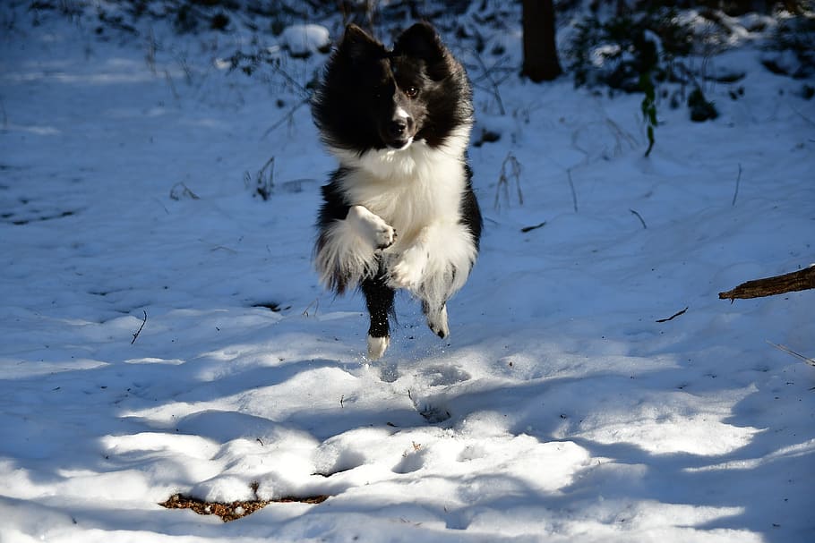 snow, winter, outdoors, cold, ice, dog, jump, sunlight, natural HD wallpaper