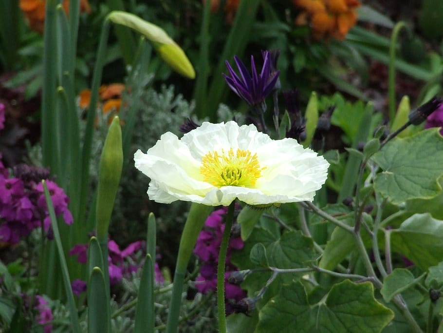 iceland poppy, white flower, spring flower, flower meadow, flowering plant, HD wallpaper
