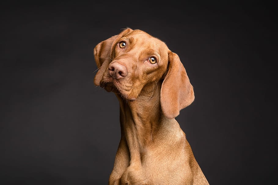 HD wallpaper: adult mahogany Vizsla, dog, cute, my favorite, portrait,  purebred | Wallpaper Flare