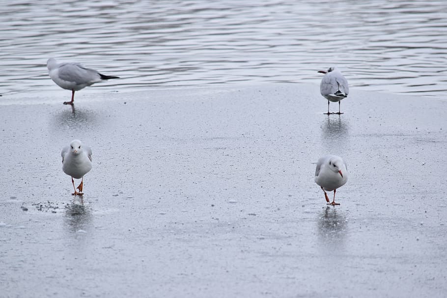 seagulls, winter, changing the guard, bird, animal themes, vertebrate HD wallpaper