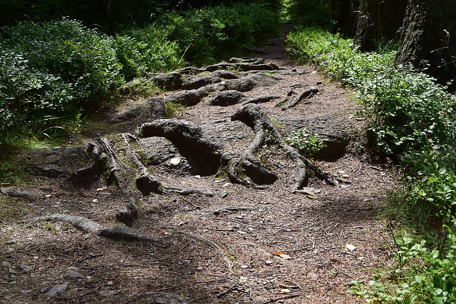 forest, away, root, nature, forest path, trail, swinging, plant HD wallpaper