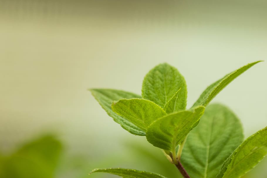 green leaves, hydrangea, macro, bud, young, frisch, nature HD wallpaper