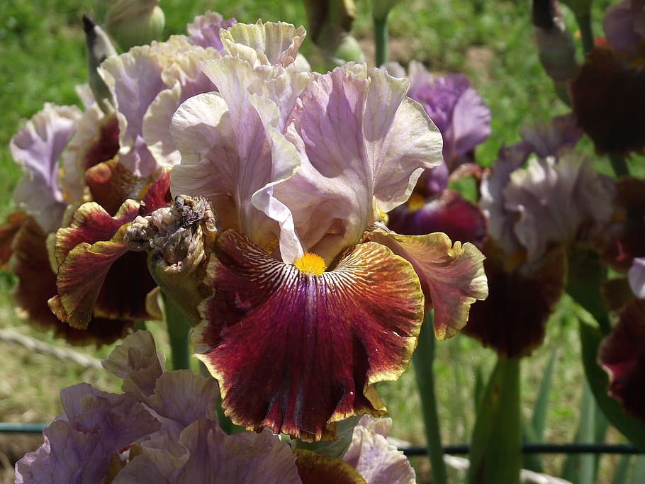 iris, flowers, garden, bearded iris, schwertliliengewaechs, HD wallpaper