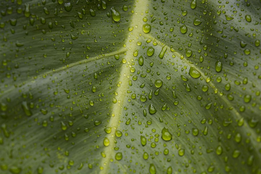 closeup photo of water dew on green leaf, macro photography of water droplets on green leaf HD wallpaper