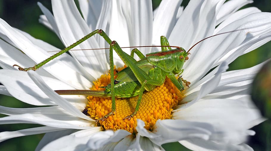 grasshopper on white daisy, insect, nature, live, flower, plant HD wallpaper