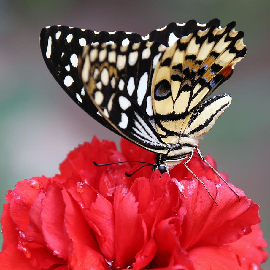 butterfly, carnation, wing, insect, colorful, animal, red, tracheentiere HD wallpaper