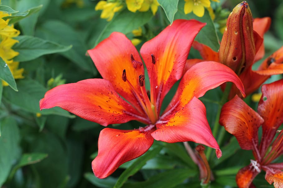 Blossom, Bloom, Huge, Flower, red, large, red flower, red flowers HD wallpaper