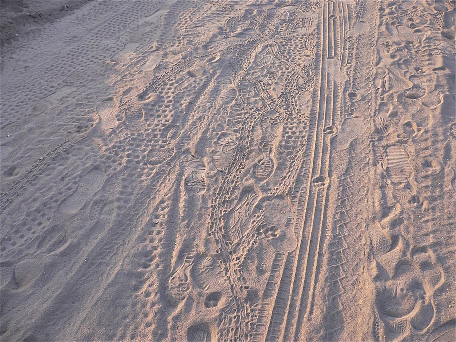 traces, sand, beach, auto, turtle, dog, cat, human, reprint HD wallpaper