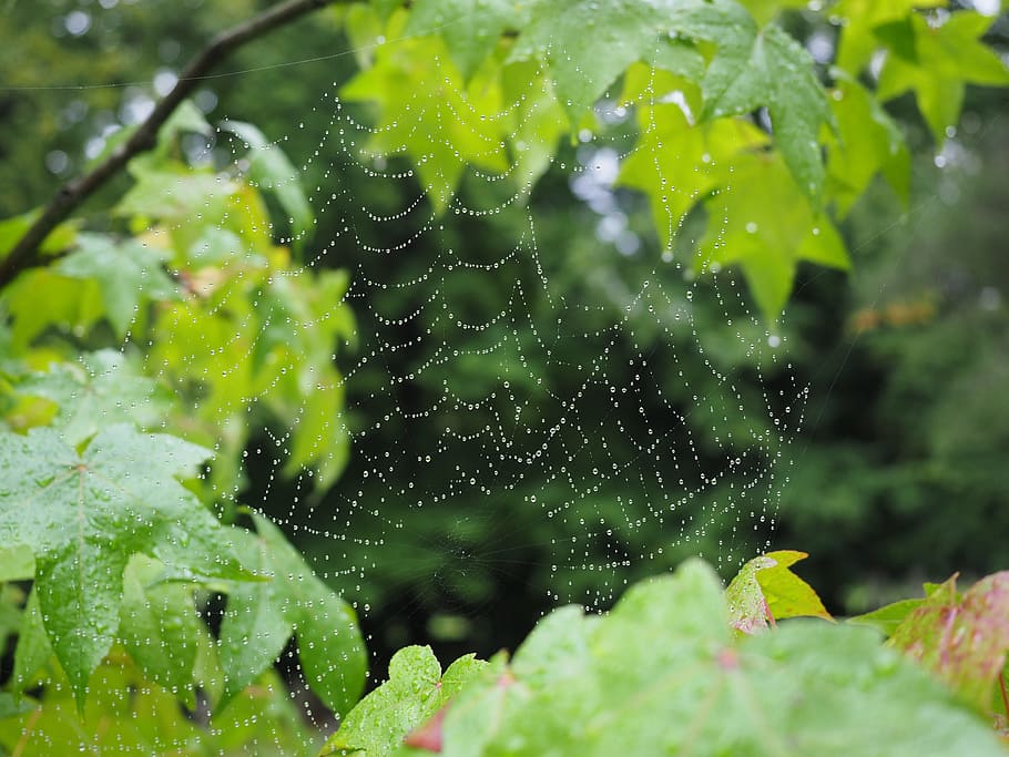 cobweb, raindrop, network, morgentau, dew, autumn, moist, plant HD wallpaper