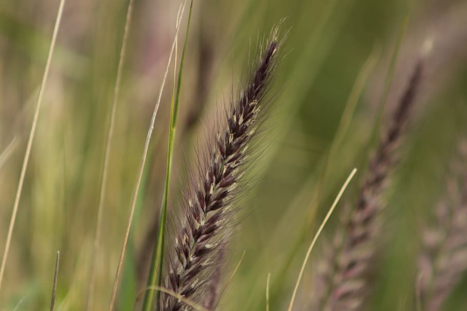 Grass, Seeds, Field, Fields, grass seeds, nature, macro, wheat grass HD wallpaper