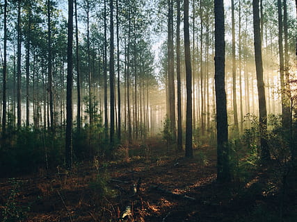forest, trees, rays, sun, light, shining, through, morning HD wallpaper