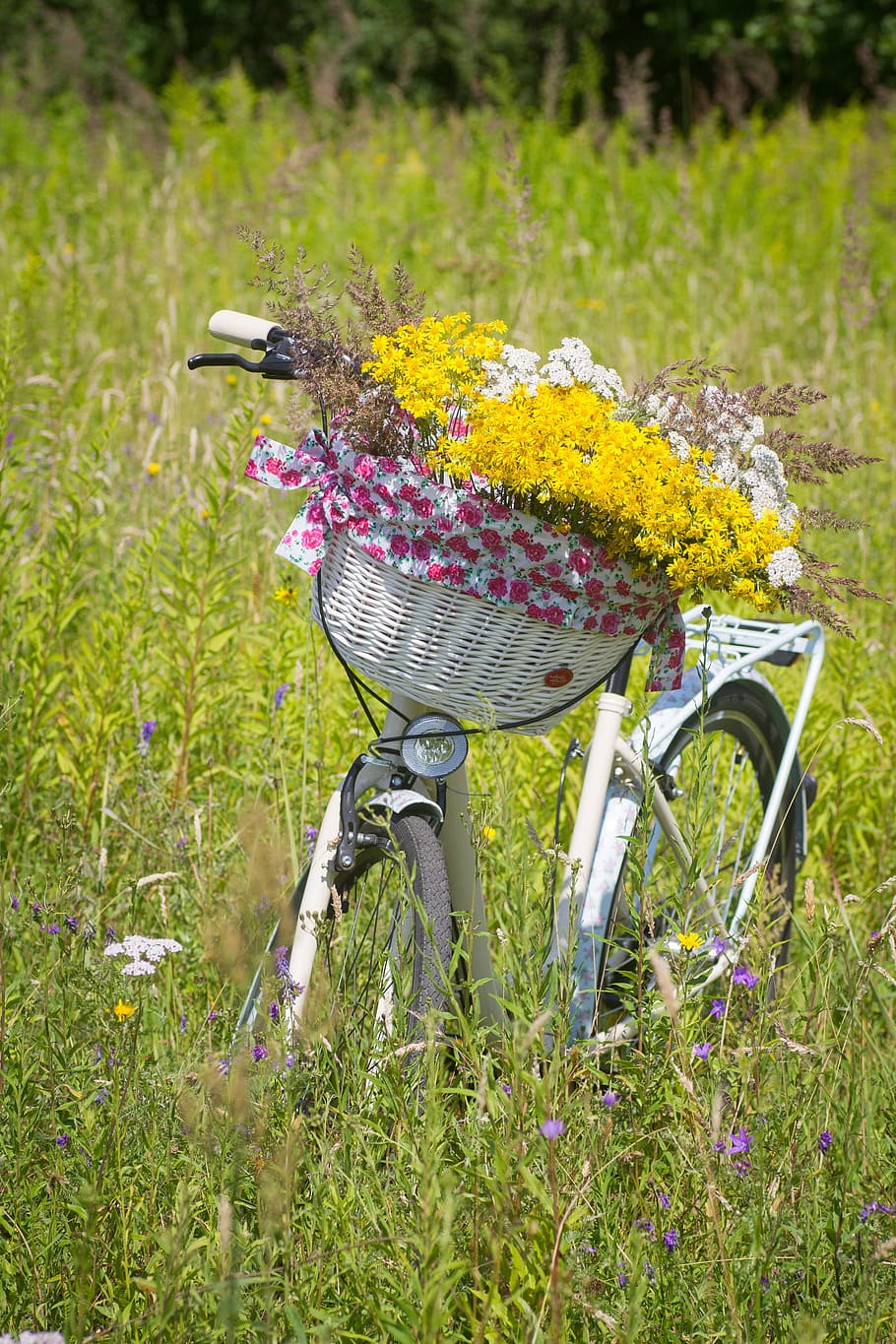 bicycle, summer, basket, ride, ladies cycle, bike, park, biking, HD wallpaper