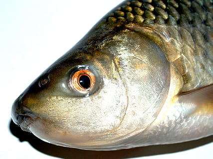 Fish, Carp, Meal, River, Pike, Masking, carpio, cypriniformes HD wallpaper