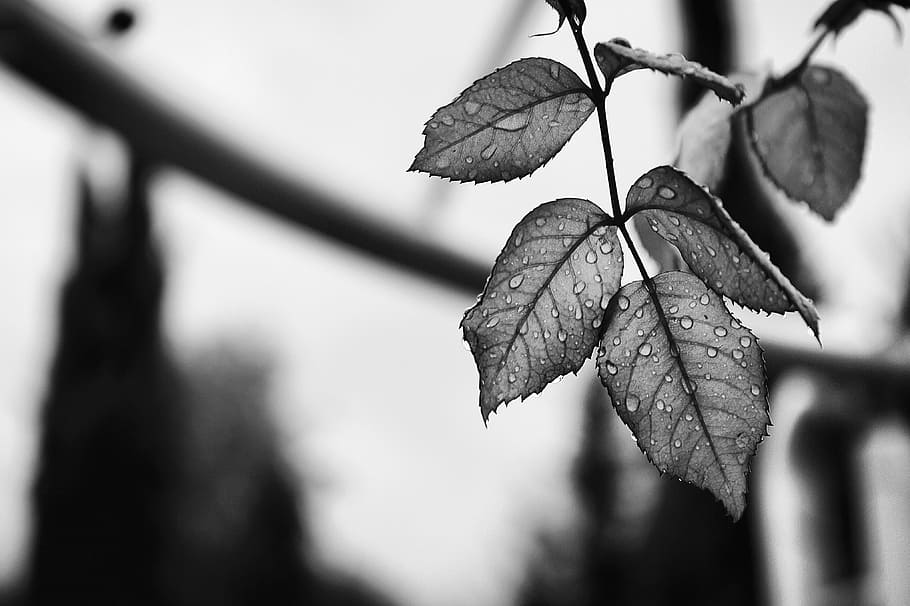 grayscale photo of leave, leaves, rain, drops, water, plan HD wallpaper