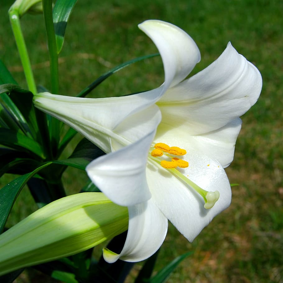 white lily flower in close up photography, easter, lilly, flowering plant HD wallpaper